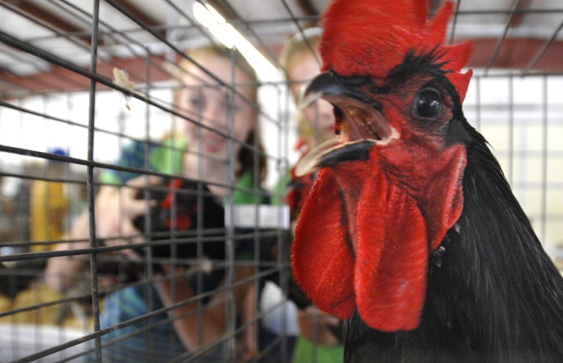 In Kenilworth, a rooster must step back 300 feet from any residence if he wishes to crow.